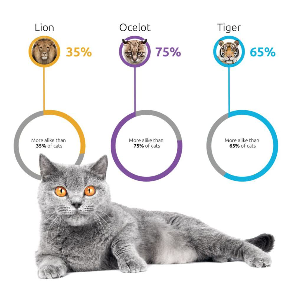 最奇怪的产品：给你的猫测DNA